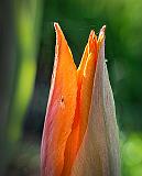 Midge On A Young Tulip_P1110601